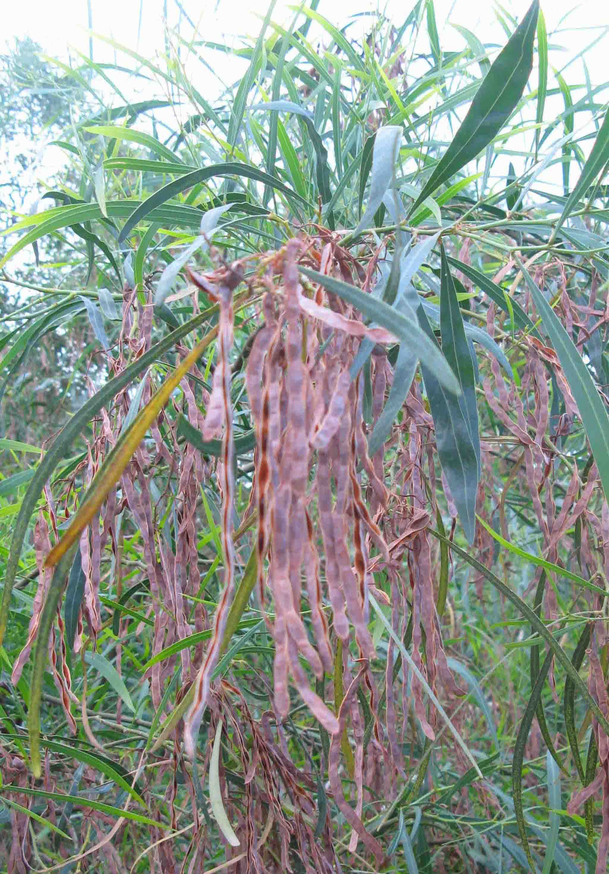 Acacia saligna (= cyanophylla) / Acacia saligna